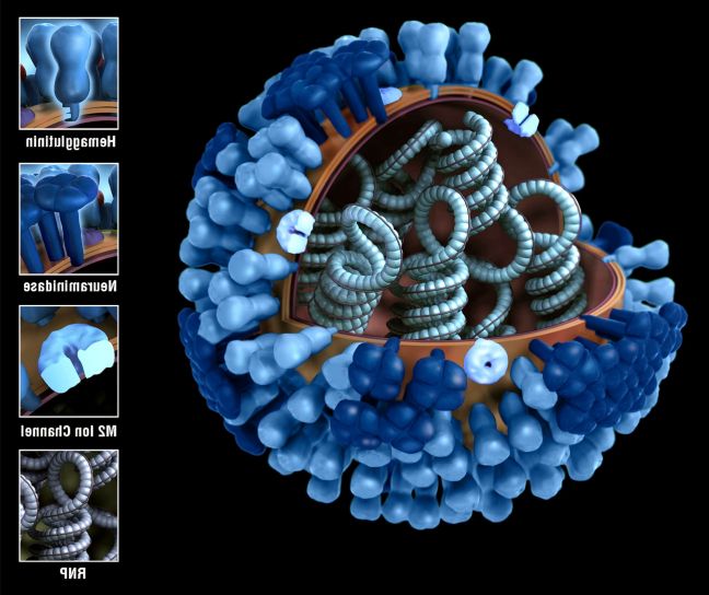 biological cell divided into parts