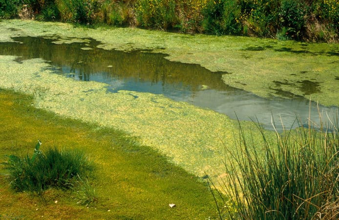 algae in a pond