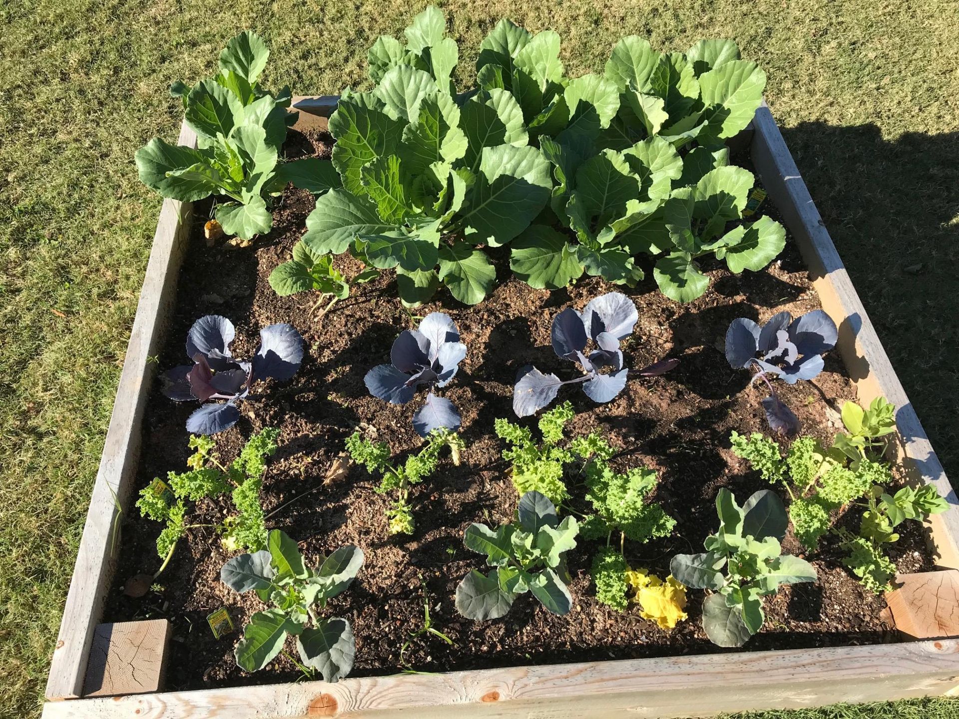 square garden of vegetables