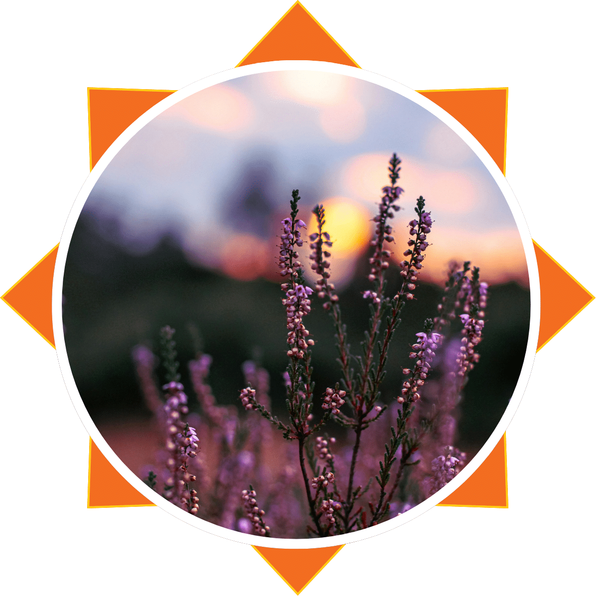 Close up of lavender plant