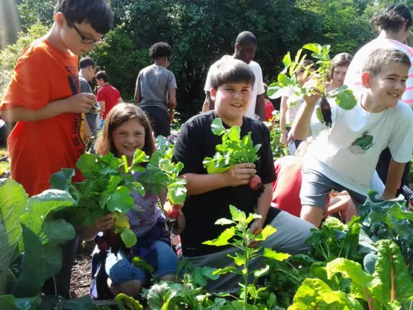 Students at Ford Elementary School harvesting radishes from their school garden 