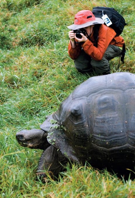 A tourist takes a photo of a Giant Galapagos Tortoise (Geochelone elephantopus) on Cruz Island, Galapagos