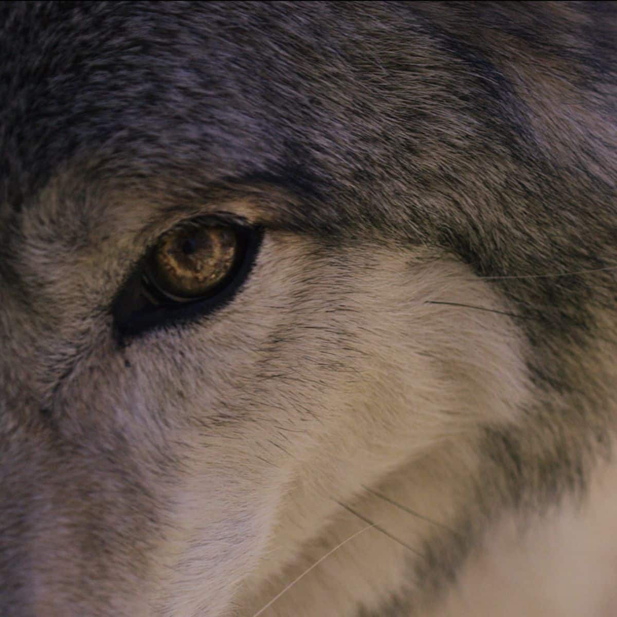 Staring into the eye of a wolf