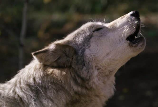 Gray wolf howling on a sunny day