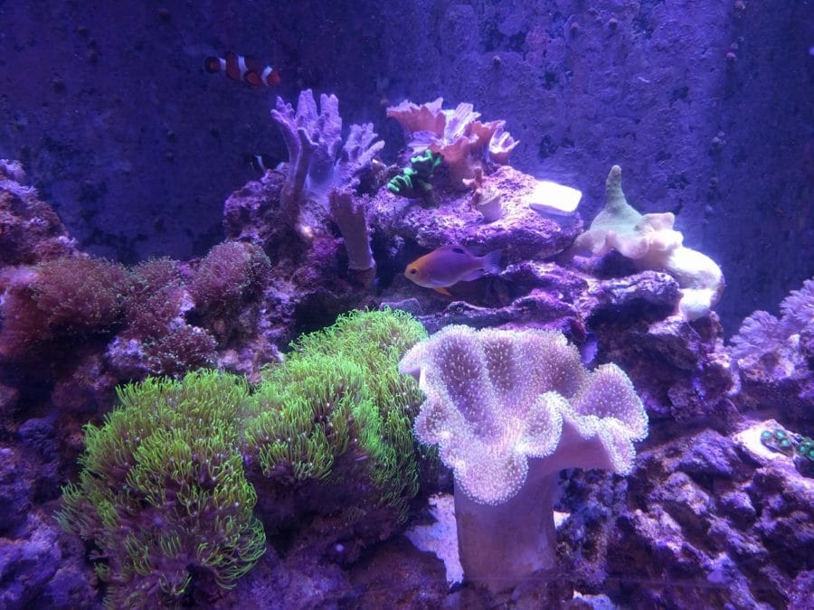 coral growing underwater