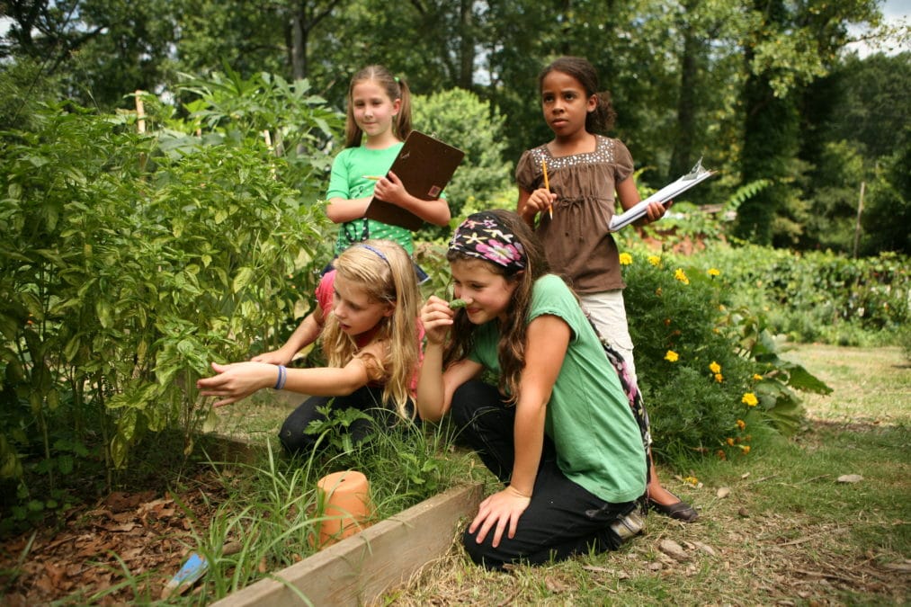 four middle school girls making observations in the garden