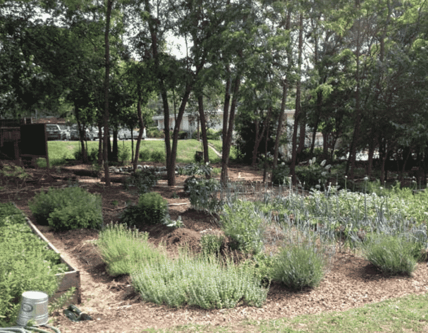 forested garden with raised and in-ground beds