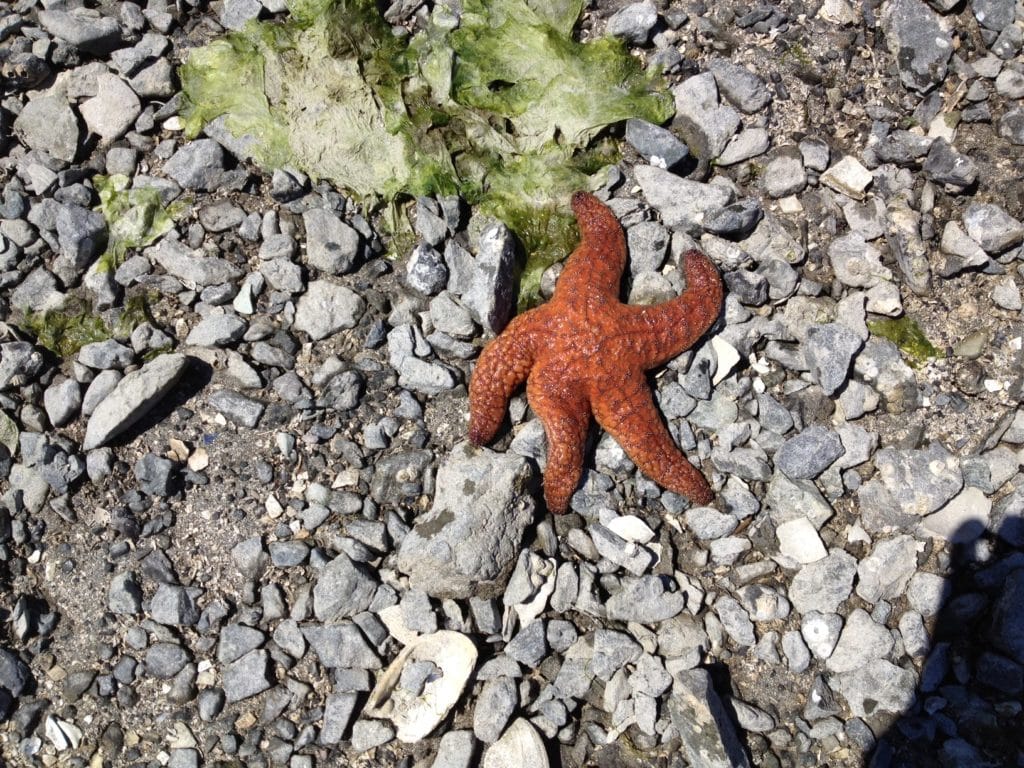 Washed up starfish on rocks