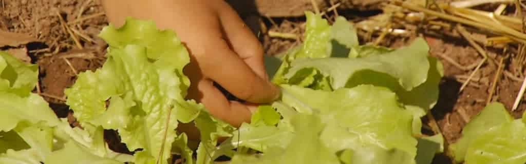 Childs hand picking lettuce