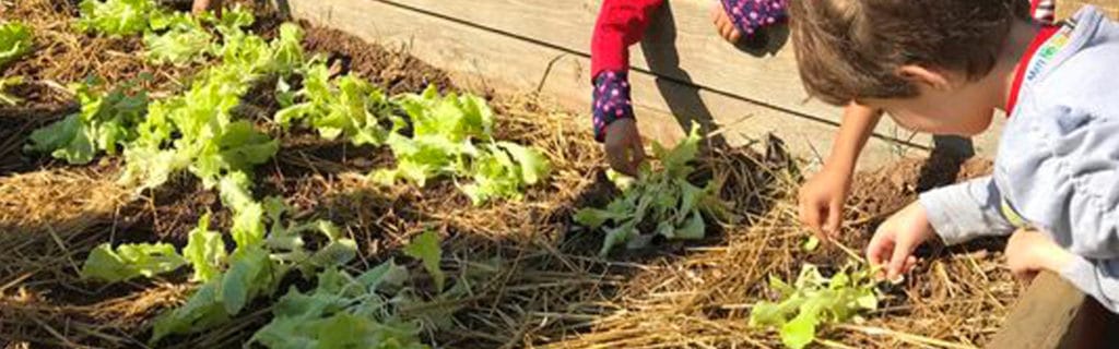 child picking lettuce plant