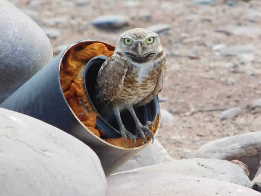 burrowing owl emerging from tube