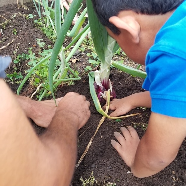 child planting in the garden