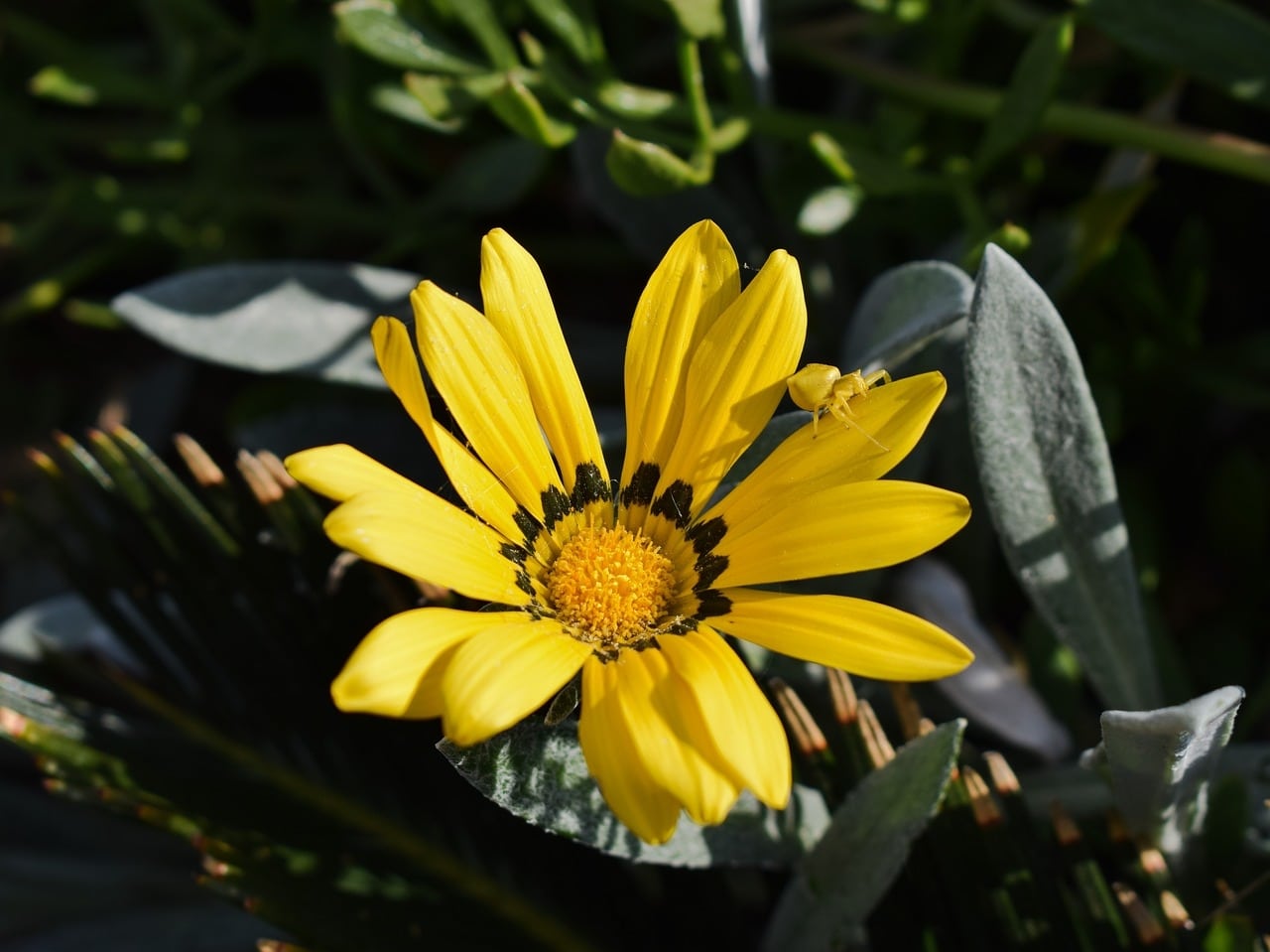 bright yellow flower