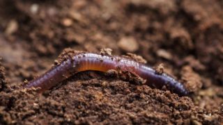 worm rising from the dirt