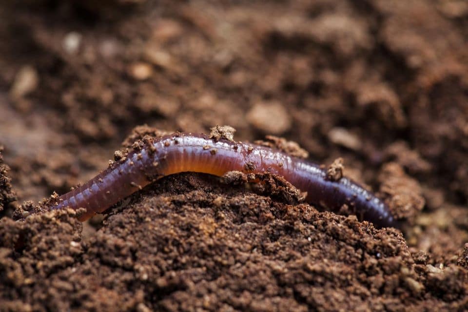 worm rising from the dirt