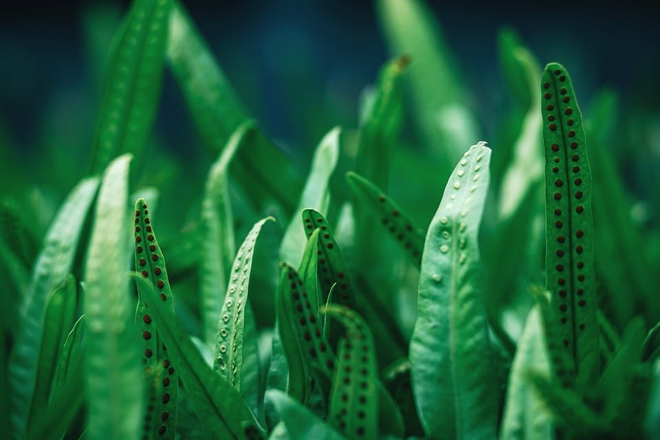 lush green ferns