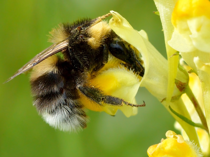 bee on yellow flower