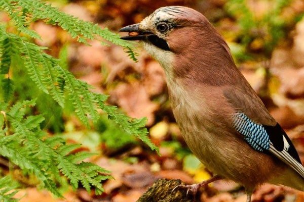 Bird eating fern