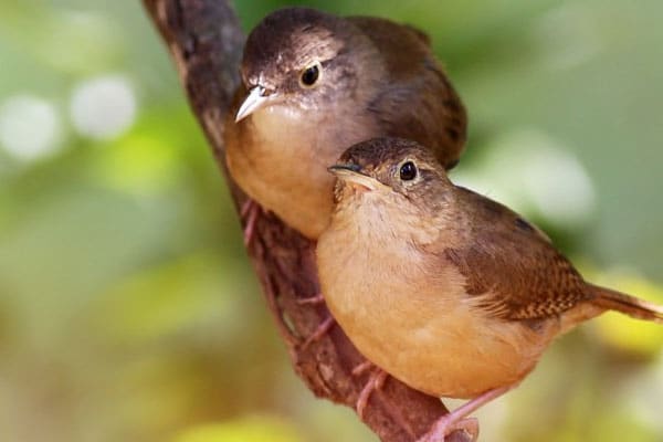 2 birds sitting together in tree