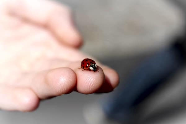 ladybug on a hand