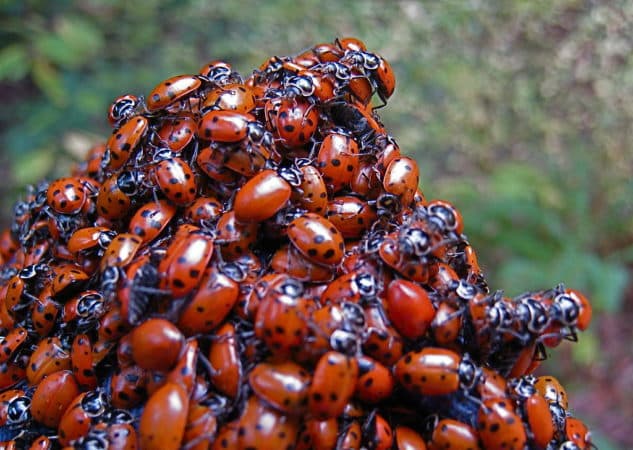 ladybugs piling on top of each other