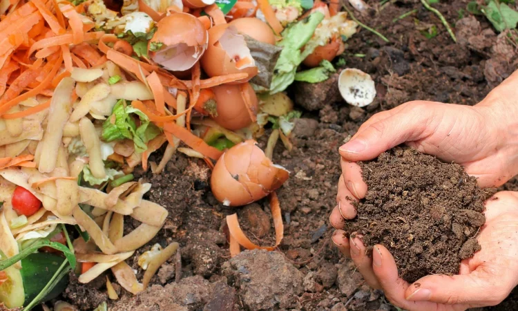 Food scraps including egg shells breaking down as compost