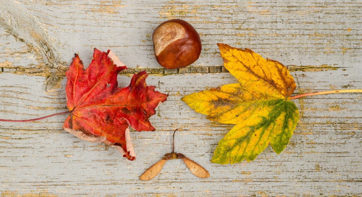 yellow and red leaves and chestnut