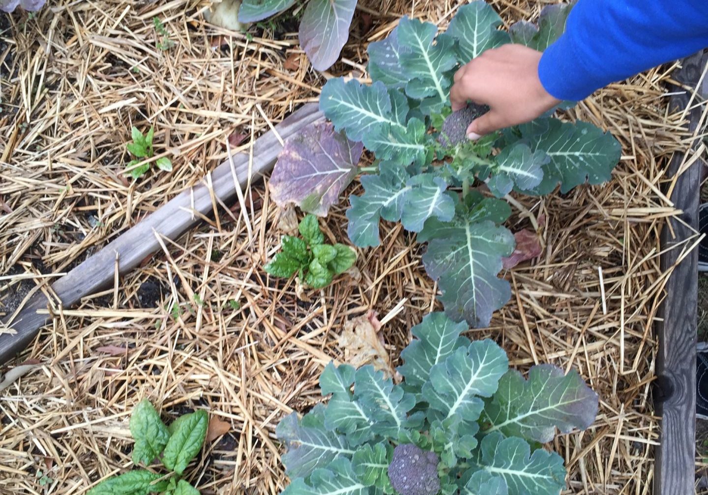 hand picking vegetable