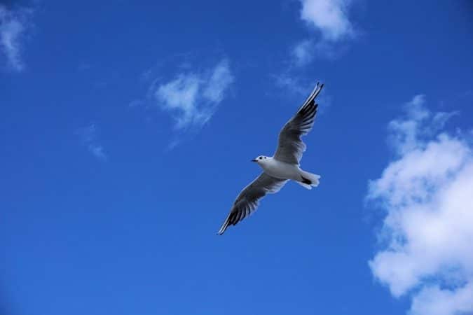 seagull flying through sky