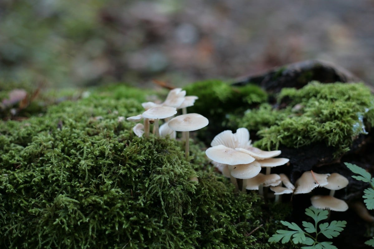 fungi on a dead log