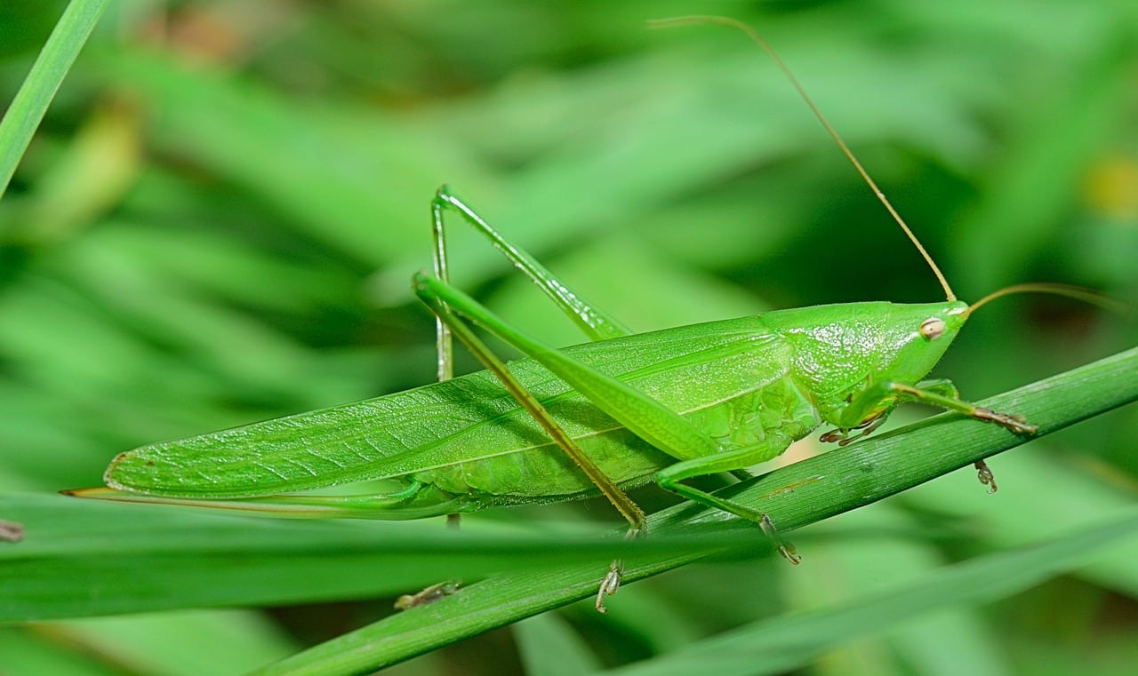 Green insect blending into leaf