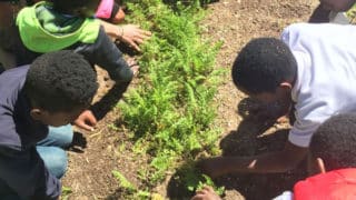 kids planting in a garden