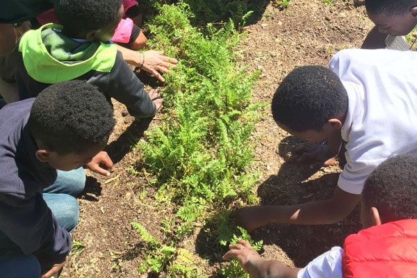 kids planting in a garden