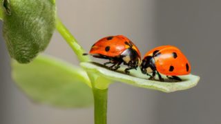 2 ladybugs sitting on a leaf