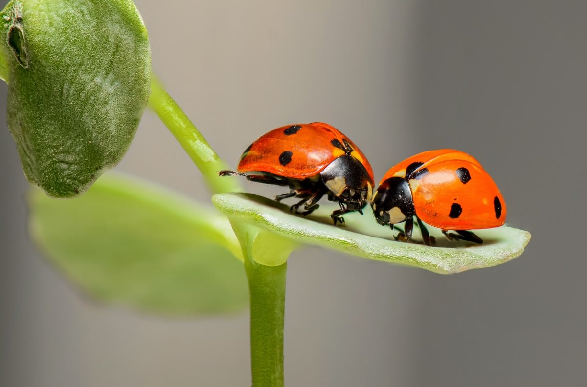 2 ladybugs sitting on a leaf