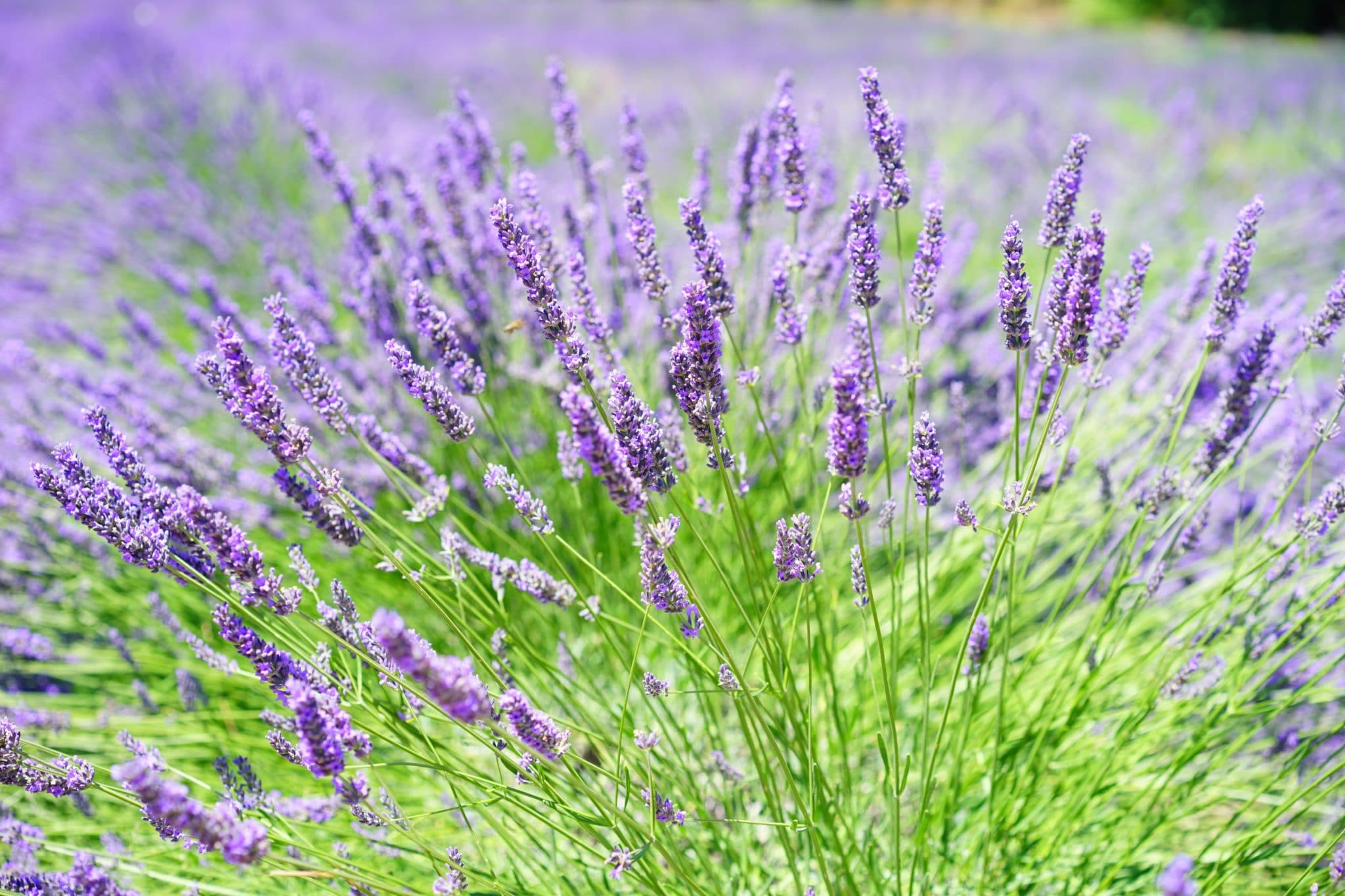 Picture of lavendar