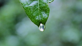 rain drop falling from leaf