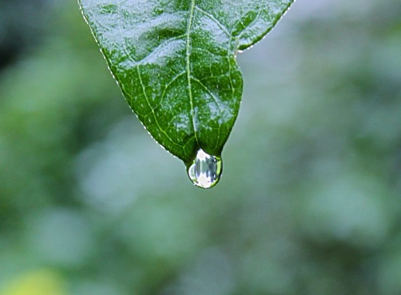 rain drop falling from leaf