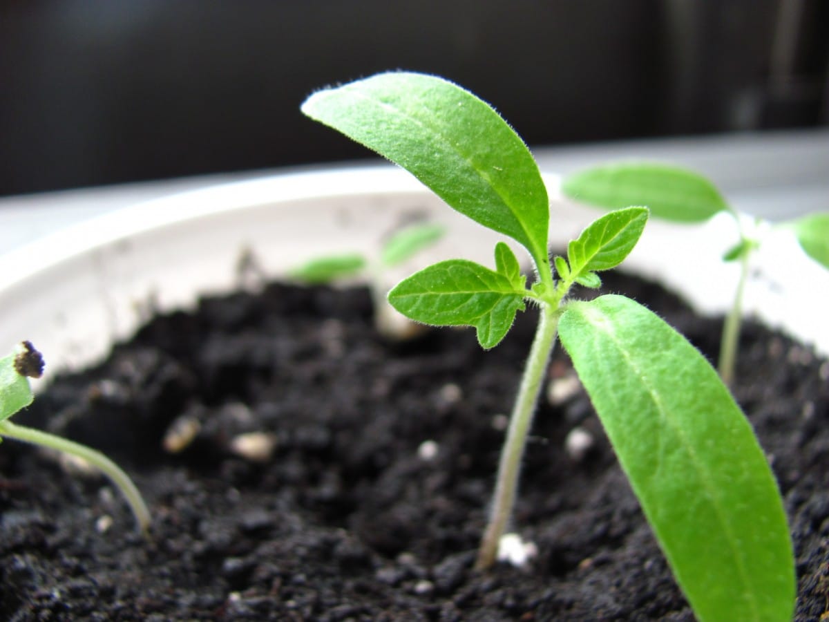 young plant sprouting