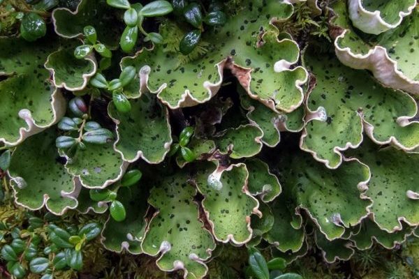 deep green plants