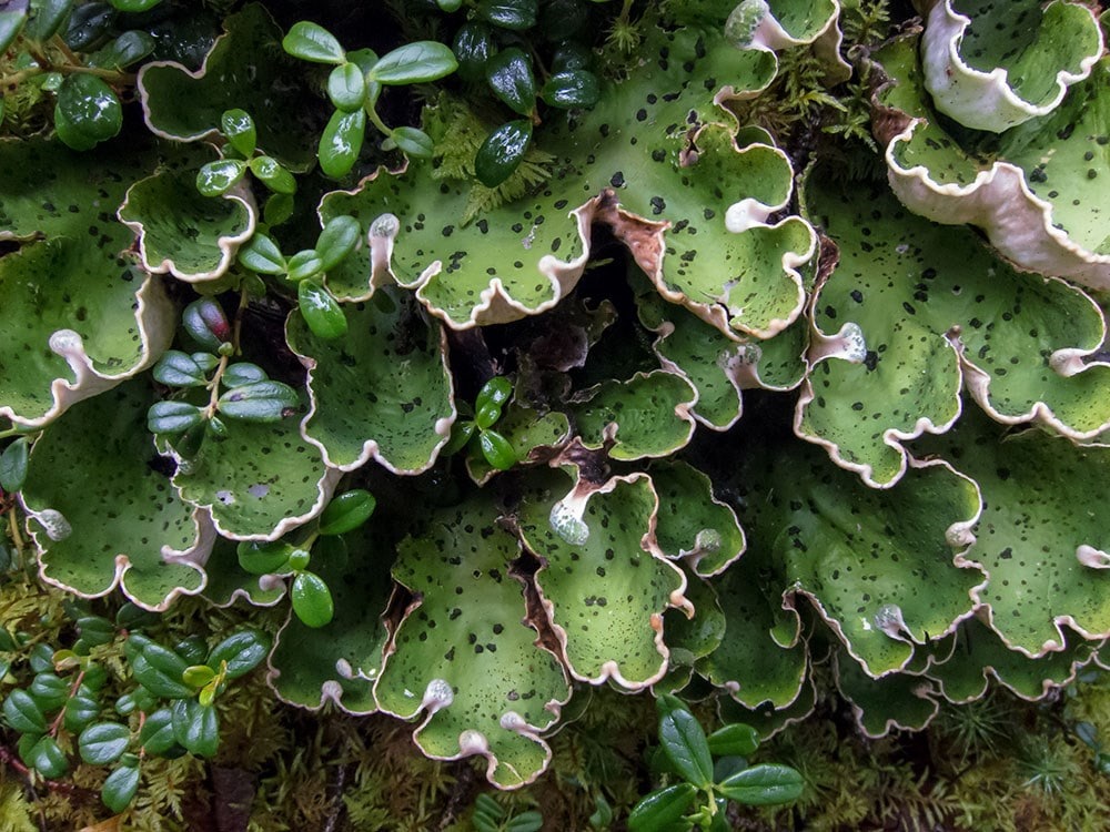 Lush green plants.