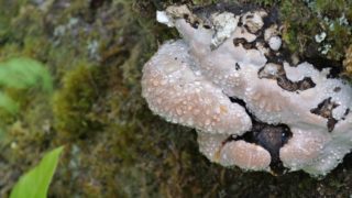 mushrooms on a mossy tree