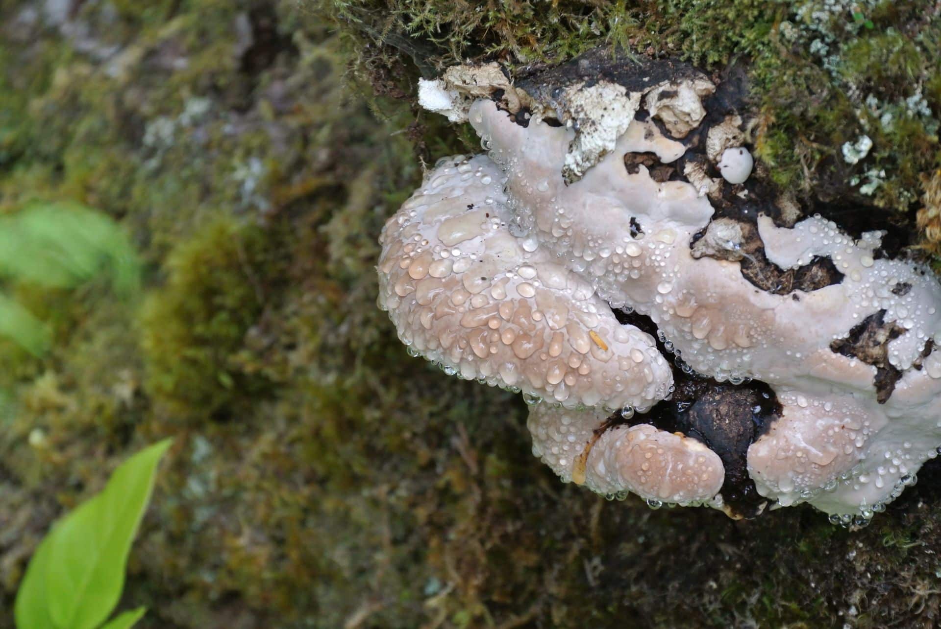 mushrooms on a mossy tree