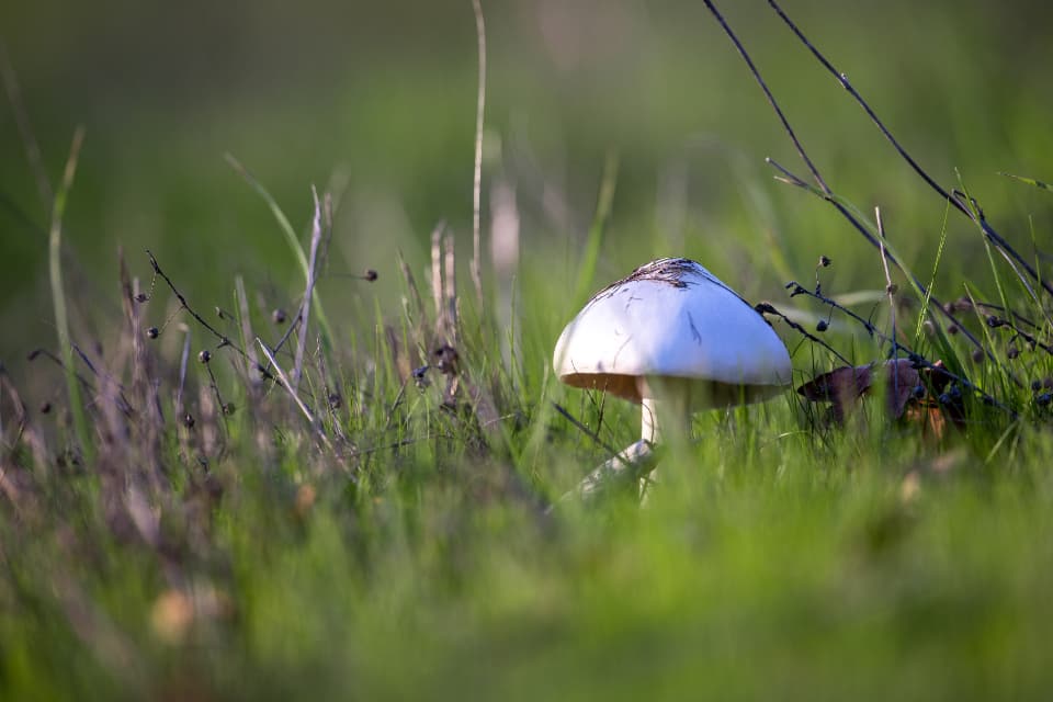 lone white mushroom