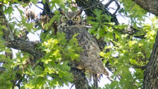 Owl spotted in trees.