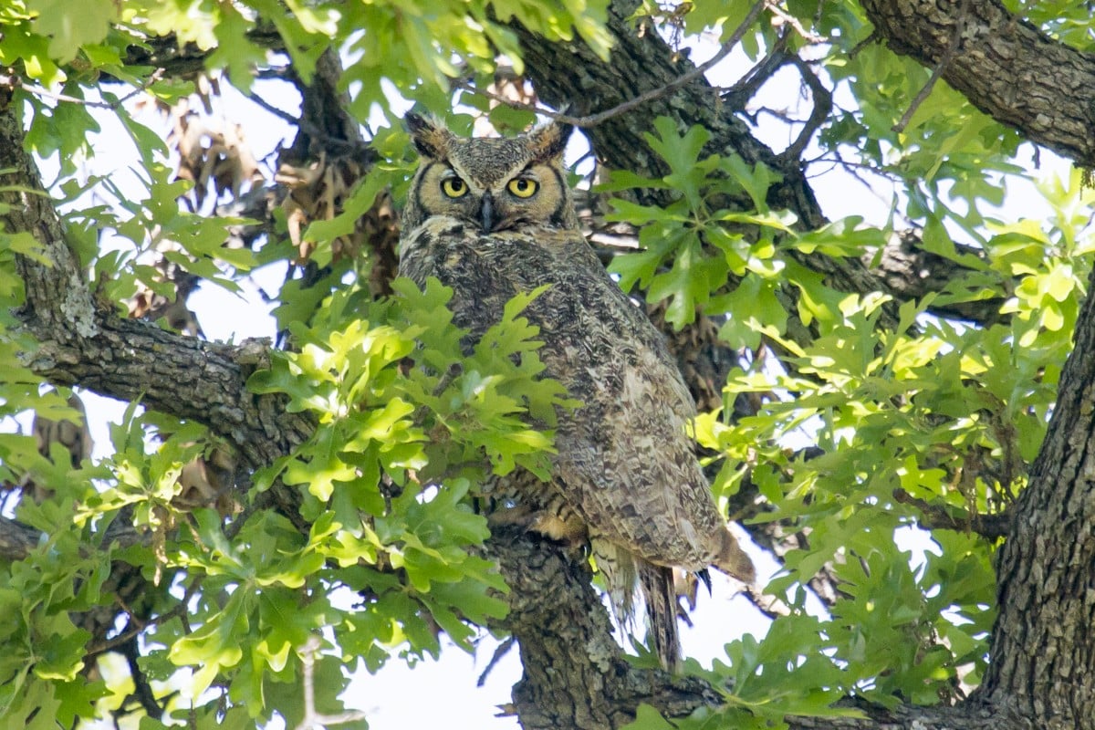 Owl spotted in trees.