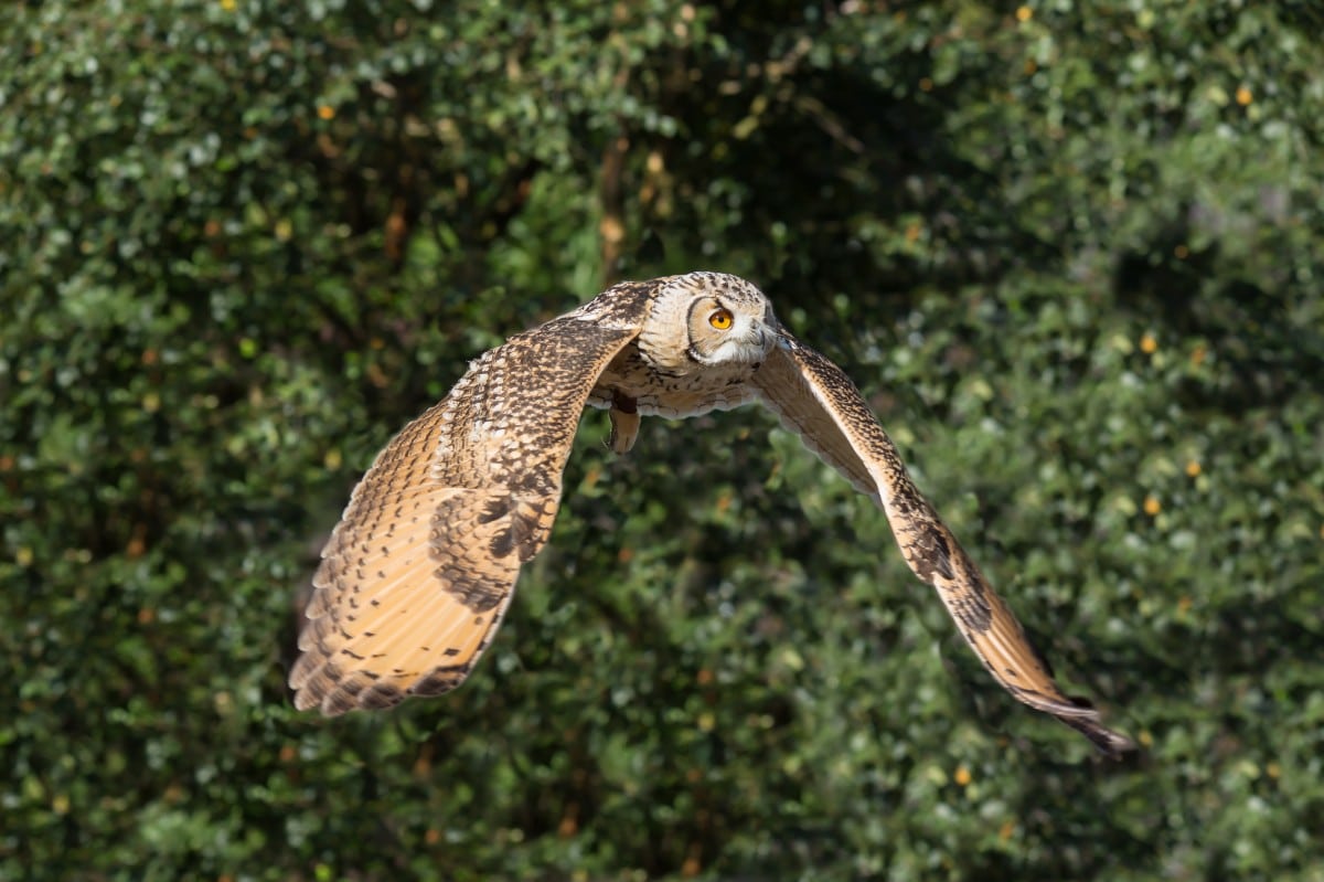 Owl flying through the air over a forest.