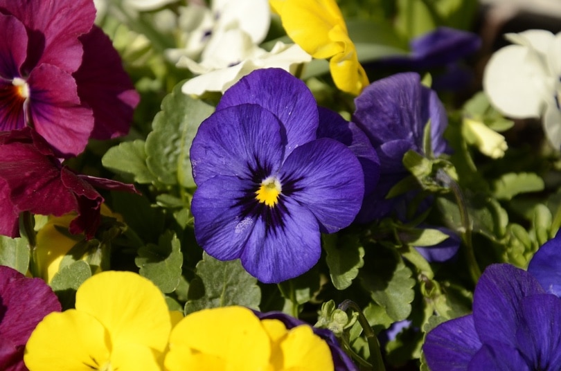 image of colorful pansies