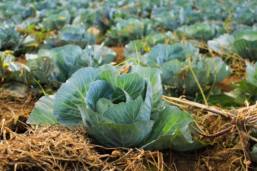 cabbage growing in a field