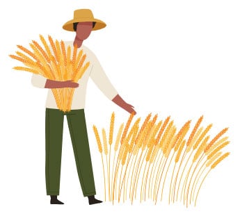 Infographic Person on Corn Field